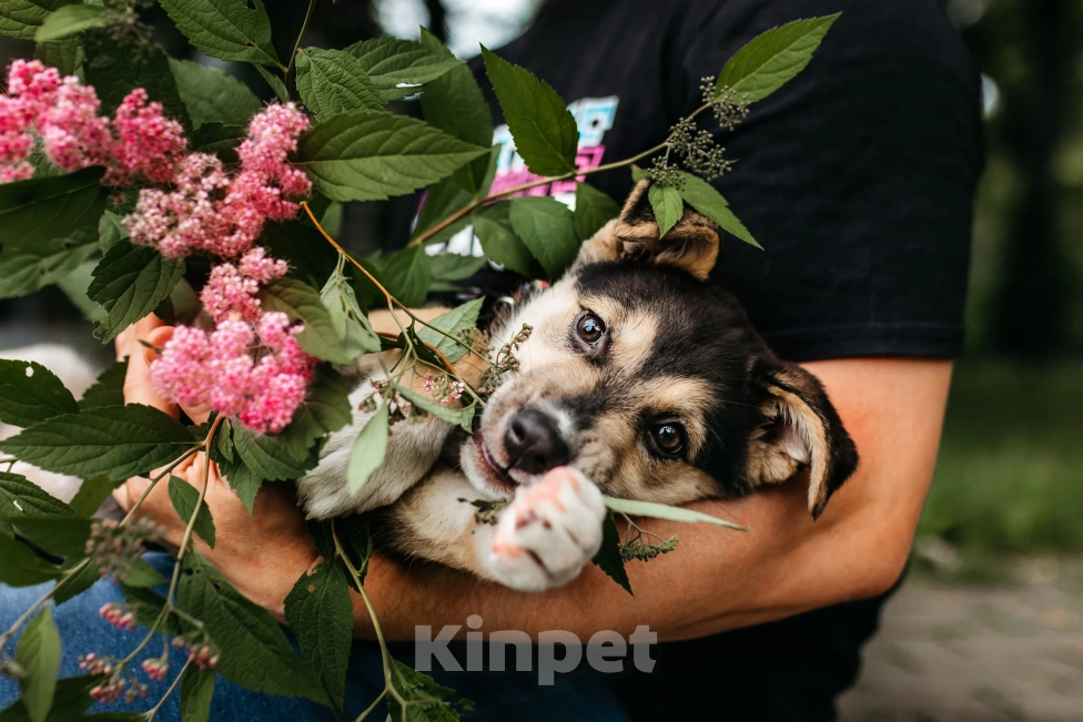 Собаки в Москве: Щенок девочка в добрые руки  Девочка, Бесплатно - фото 7