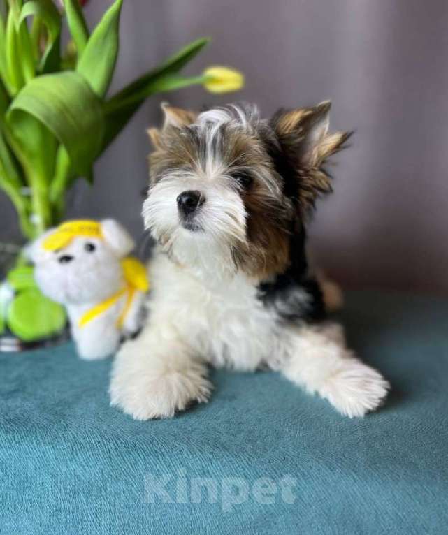 Собаки в Вологде: Очаровательный щенок бивер терьера Мальчик, 69 000 руб. - фото 1