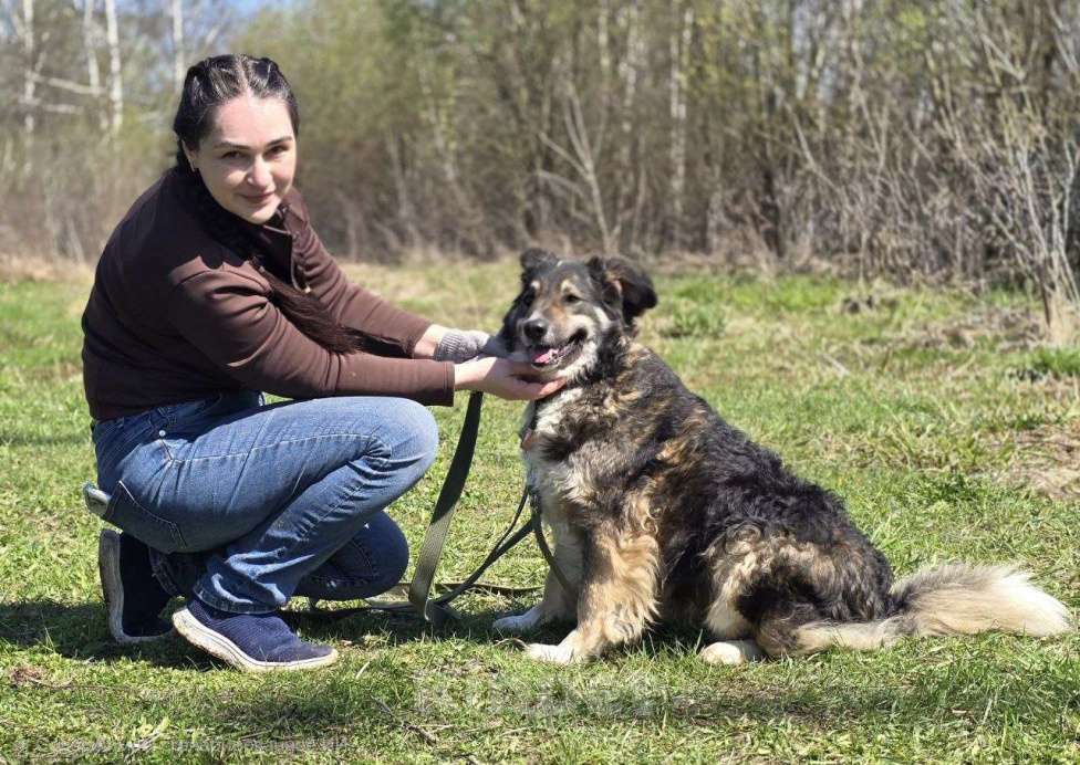 Собаки в Королеве: Шейла ищет дом Девочка, Бесплатно - фото 9