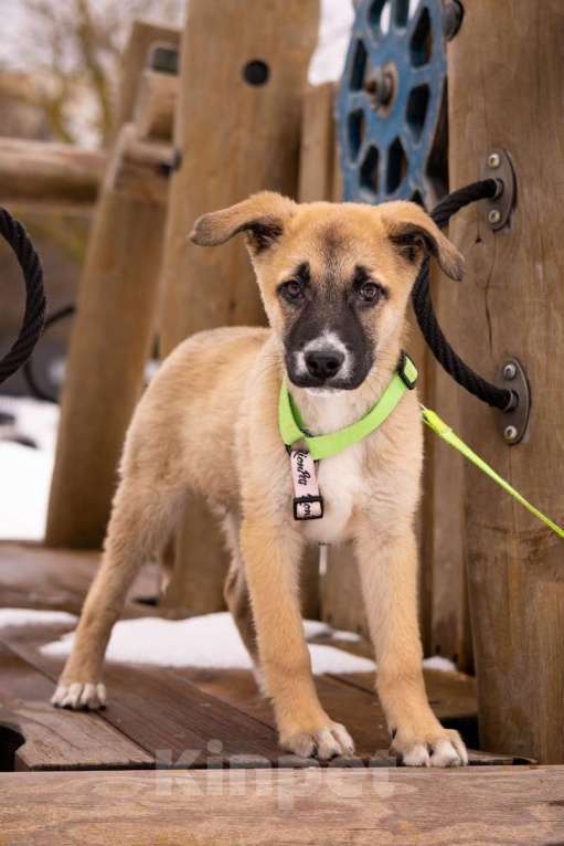 Собаки в Москве: Маленькое счастье - щенок Тишка ищет дом! Девочка, Бесплатно - фото 9