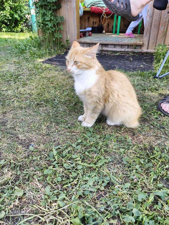 Кошки в Челябинске: Рыжее солнышко в добрые руки Девочка, Бесплатно - фото 2