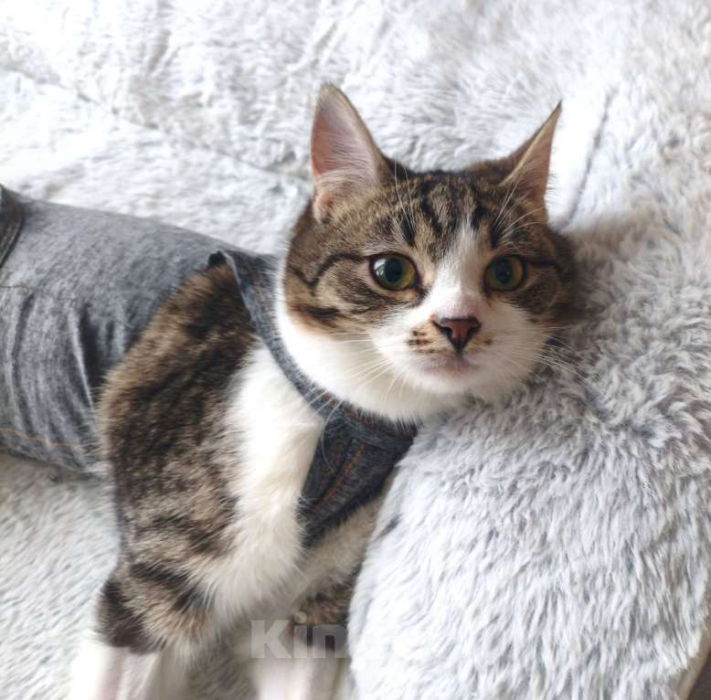 Кошки в Москве: Мега ласковая красотулечка Машенька мечтает о родной семье и доме Девочка, Бесплатно - фото 2