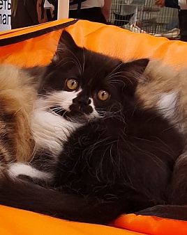 Шотландский котенок