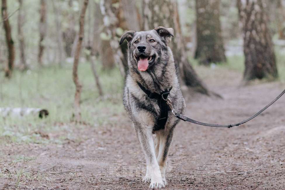 Собаки в Москве: Джови Девочка, Бесплатно - фото 2
