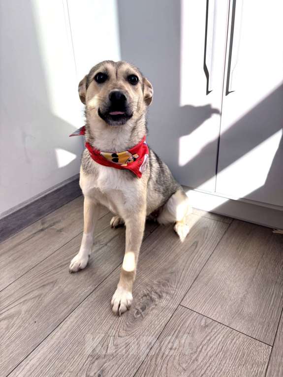 Собаки в Москве: маленькая собака в добрые руки Девочка, Бесплатно - фото 5