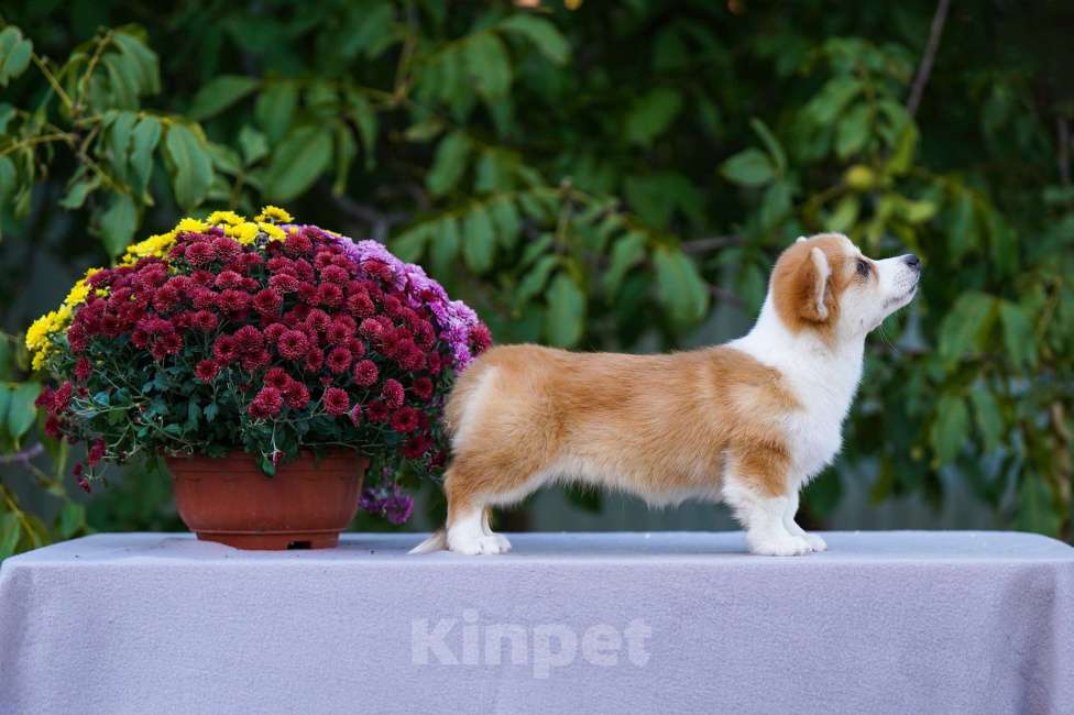 Собаки в других городах Воронежской области: Гото Предестинация Хурма Девочка, 60 000 руб. - фото 2