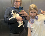 Собаки в других городах Московской области: Щенок Джек-рассела  Мальчик, 10 000 руб. - фото 5