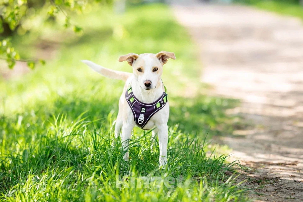 Собаки в Москве: Собака в дар Мальчик, Бесплатно - фото 9