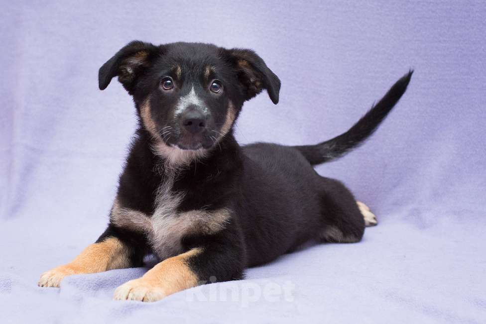 Собаки в Москве: Неужели никому не нужна. Щенок Ланочка в дар  Девочка, Бесплатно - фото 2