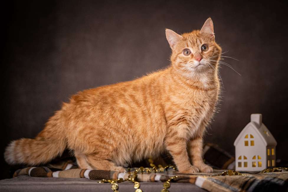 Кошки в Клине: Роуз — обаятельная рыжуля Девочка, Бесплатно - фото 8