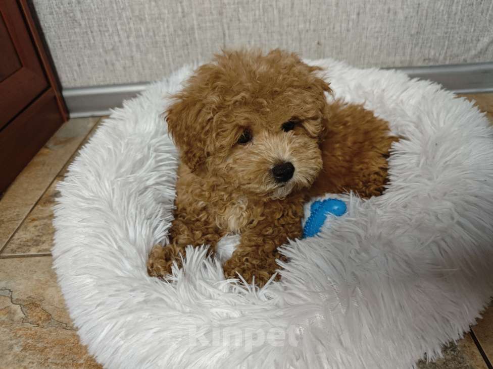 Собаки в Москве: Мальтипу мальчик Тедди  Мальчик, 99 999 руб. - фото 1