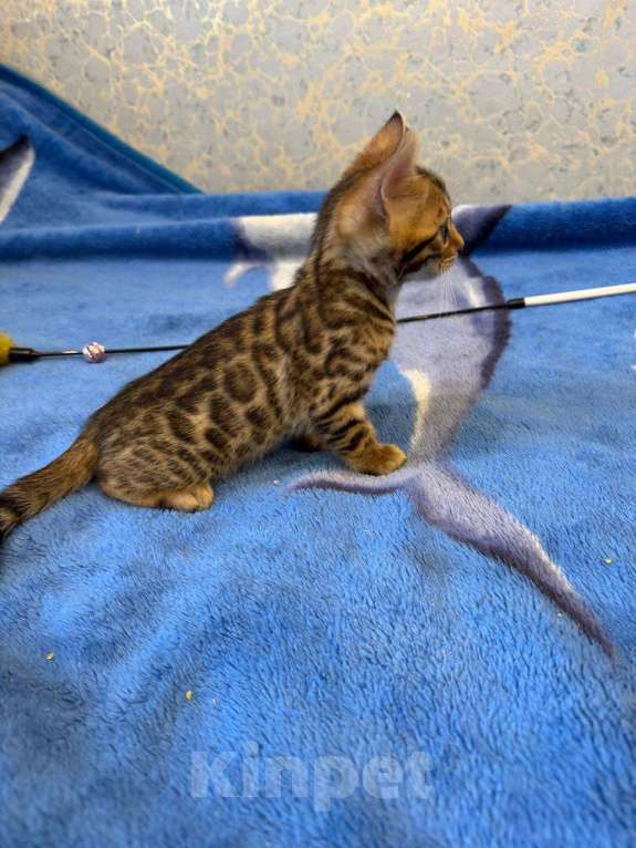 Кошки в Калуге: Котята бенгалы  Мальчик, 20 000 руб. - фото 2