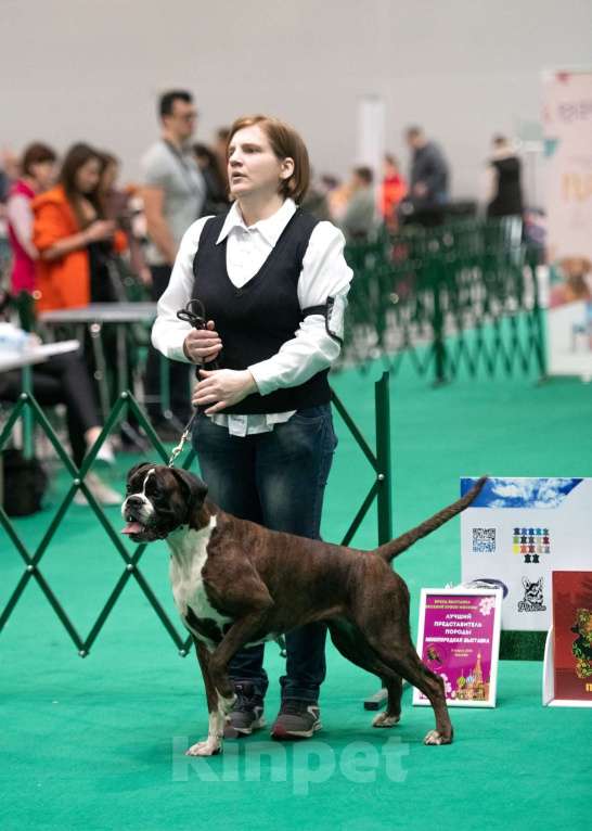 Собаки в Москве: Боксер щенок девочка  Девочка, 65 000 руб. - фото 5