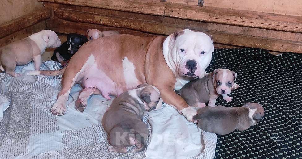 Собаки в Москве: Мальчики и девочки американский булли. Разнополые, 70 000 руб. - фото 5