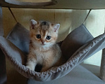 Кошки в Владимире: Шотландский прямоухий котёнок Мальчик, 45 000 руб. - фото 1