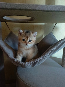 Шотландский прямоухий котёнок