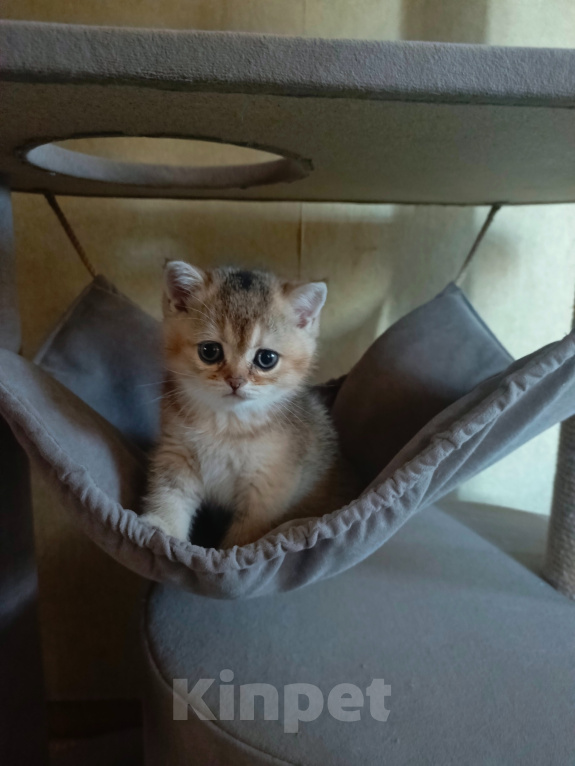Кошки в Владимире: Шотландский прямоухий котёнок Мальчик, 45 000 руб. - фото 1