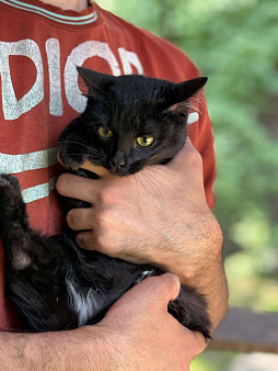 Котенок Черничка, в добры руки