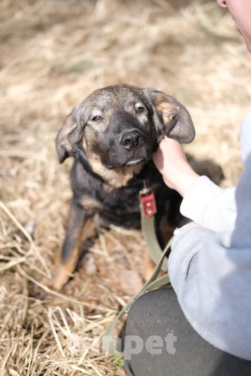 Собаки в Москве: Щенок девочка в добрые руки Девочка, Бесплатно - фото 2
