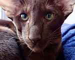 Кошки в Санкт-Петербурге: Ориентальный кот Вязка Мальчик, 7 500 руб. - фото 1