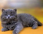 Кошки в Санкт-Петербурге: Британские котята  Девочка, 15 000 руб. - фото 1