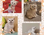 Кошки в Озерске: Продам британских очаровательных котят. Девочка, 10 000 руб. - фото 1