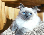 Кошки в Лермонтове: Котята няшки Мальчик, 20 000 руб. - фото 9