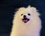 Собаки в Москве: померанский шпиц ркф девочка Девочка, 50 000 руб. - фото 1