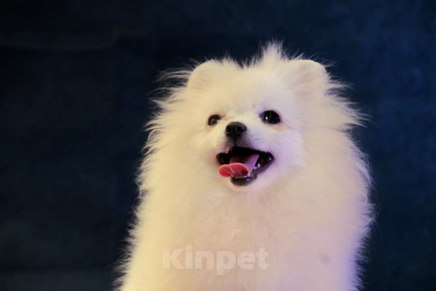 Собаки в Москве: померанский шпиц ркф девочка Девочка, 50 000 руб. - фото 1