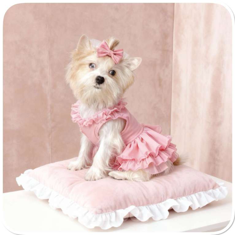 Собаки в Москве: Белый йорк с голубыми глазами девочка игривая Девочка, 130 000 руб. - фото 7