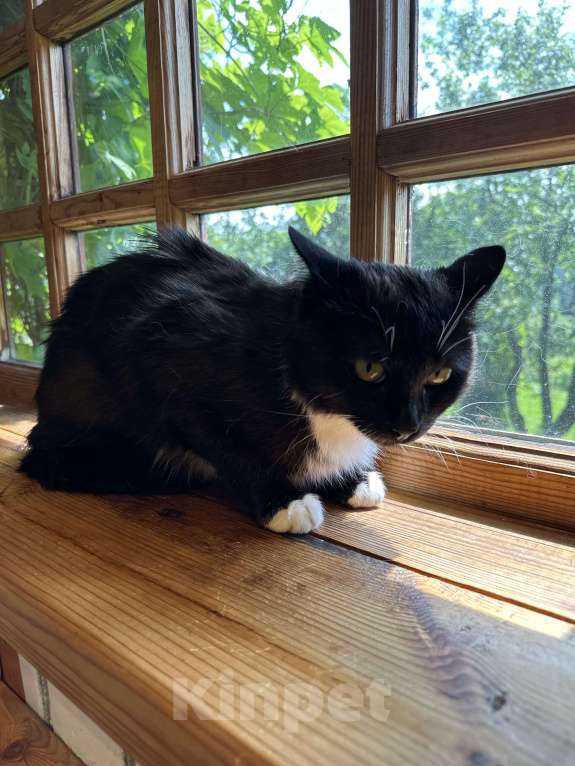 Кошки в других городах Московской области: Багира Девочка, Бесплатно - фото 3