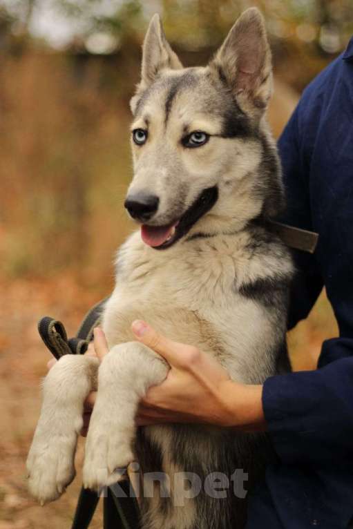 Собаки в Москве: Щенок подросток Мира Девочка, Бесплатно - фото 9