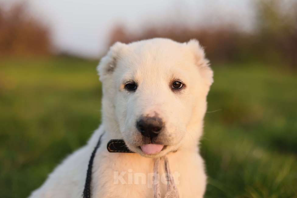 Собаки в Краснодаре: Щенки алабая Девочка, 50 000 руб. - фото 1