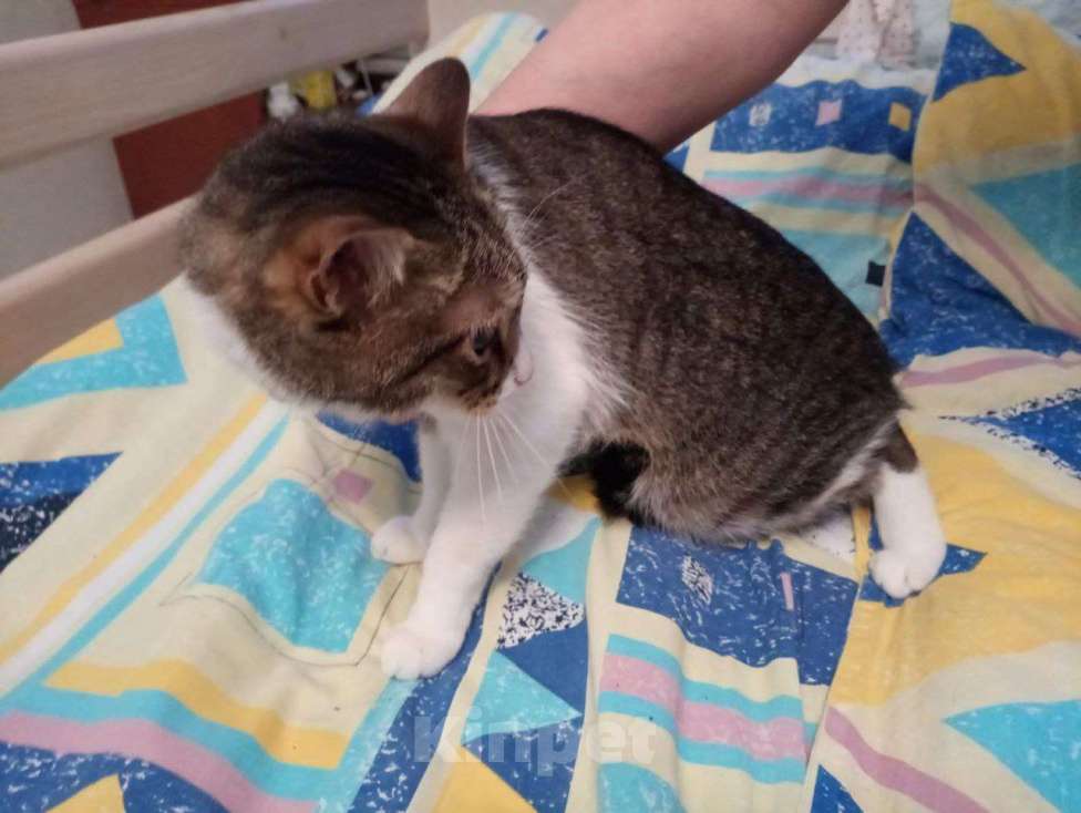 Кошки в Москве: Ласковый котик в добрые руки Мальчик, Бесплатно - фото 1