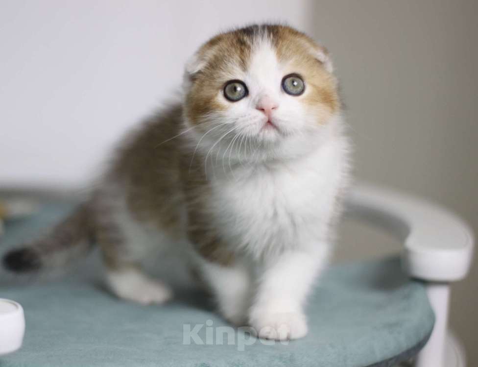 Кошки в Москве: Гумихо Девочка, 40 000 руб. - фото 1