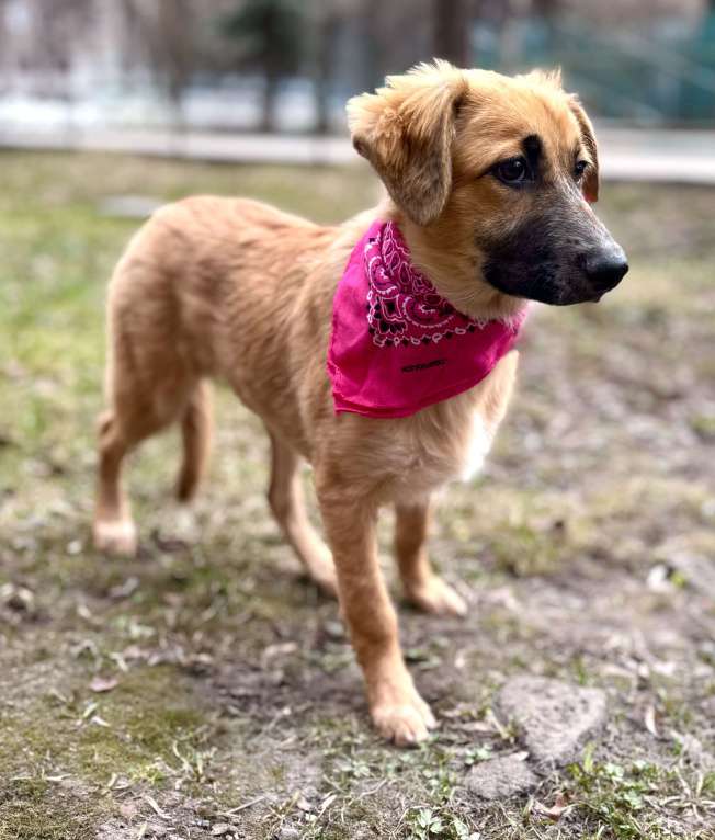 Собаки в Москве: Щенок Мия ищет дом Девочка, Бесплатно - фото 7