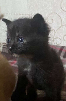 Объявление: Черный котенок девочка, Бесплатно, Пушкин
