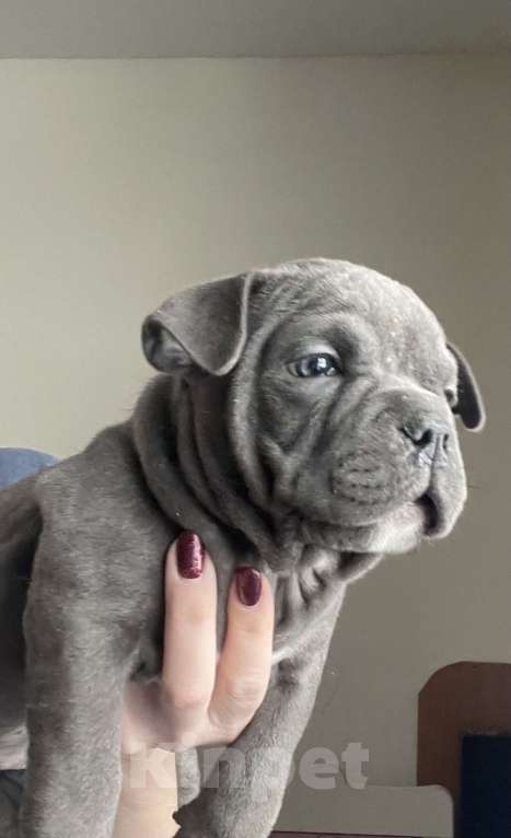 Собаки в Екатеринбурге: Американский булли, щенки Мальчик, 50 000 руб. - фото 2