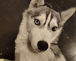 Собаки в Пятигорске: Найдена девочка Хаски Девочка, 1 руб. - фото 1