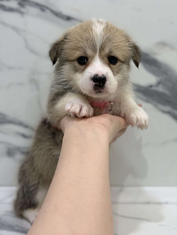 Щенки вельш корги пемброк