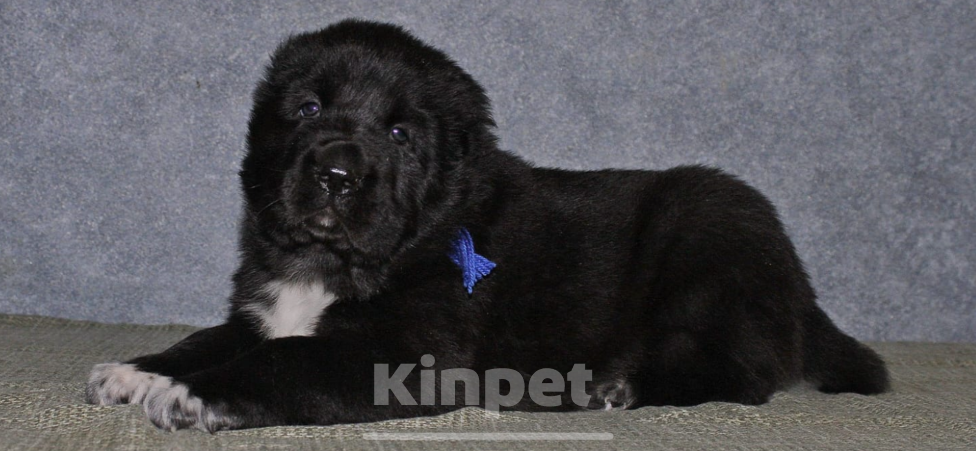 Собаки в Санкт-Петербурге: Среднеазиатская овчарка (алабай) Мальчик, 60 000 руб. - фото 3