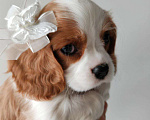 Собаки в других городах Московской области: Девочка кавалер Кинг Чарльз спаниель Девочка, 130 000 руб. - фото 2