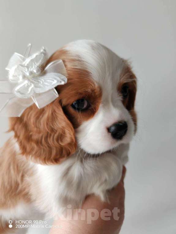 Собаки в других городах Московской области: Девочка кавалер Кинг Чарльз спаниель Девочка, 130 000 руб. - фото 2