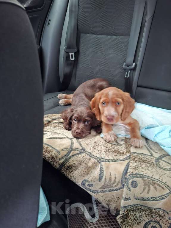 Собаки в Бутурлиновке: Русский охотничий спаниель  Мальчик, 10 000 руб. - фото 3