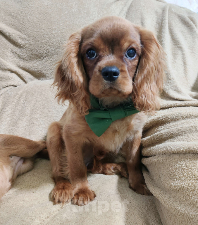 Собаки в Москве: Щенки Кавалер Кинг Чарльз спаниель Мальчик, 80 000 руб. - фото 1