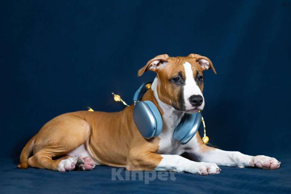 Собаки в Красногорске: Девочка 4 Девочка, Бесплатно - фото 1