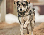 Собаки в Лосином-Петровском: Аракс валентинка в добрые руки Мальчик, Бесплатно - фото 3