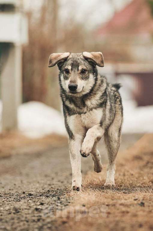 Собаки в Лосином-Петровском: Аракс валентинка в добрые руки Мальчик, Бесплатно - фото 3