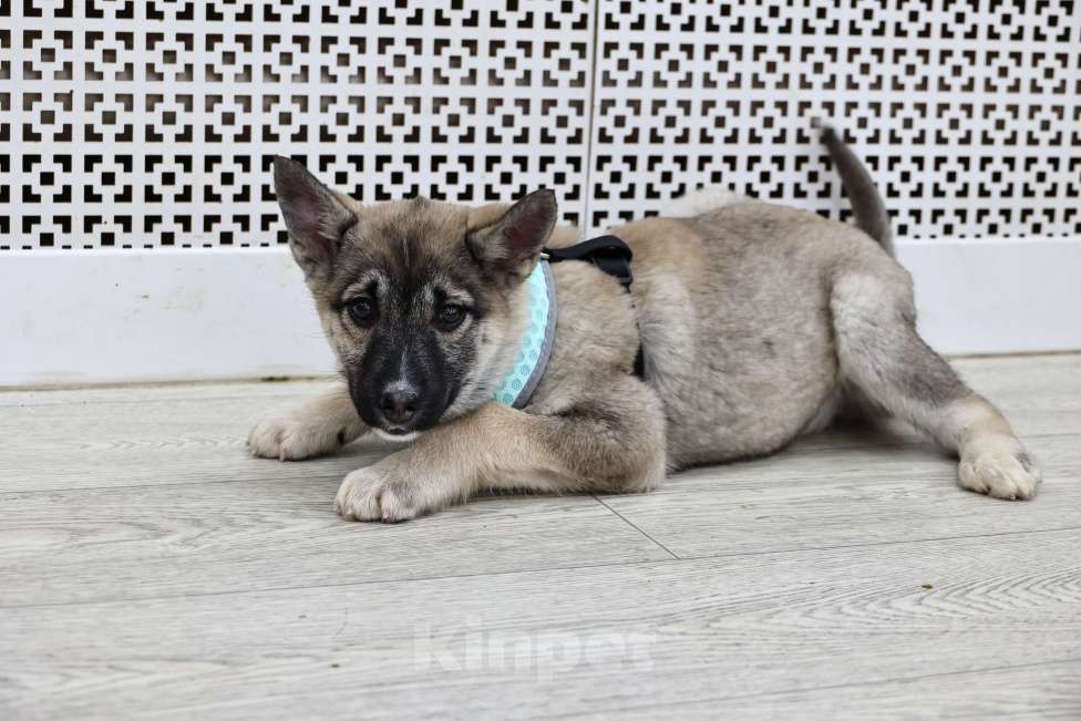 Собаки в Москве: Щенки бесплатно в Москве Девочка, Бесплатно - фото 3