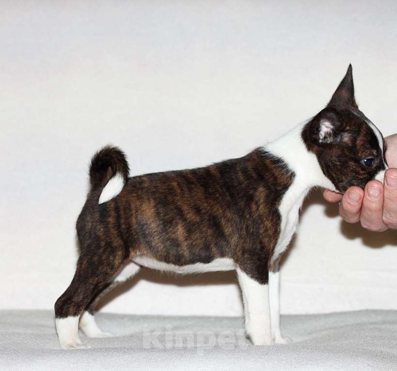 Собаки в Москве: Девочка басенджи Девочка, 60 000 руб. - фото 1